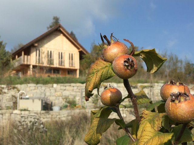 Wildbienengarten